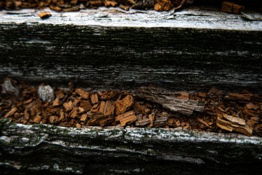 Eski ağaç dokusu ormanda çekiliyor..