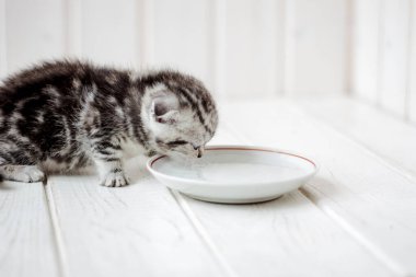 Beyaz seramik tabaktan kedi yavrusu içme suyu.