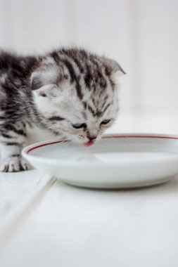 Beyaz seramik tabaktan kedi yavrusu içme suyu.