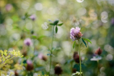 Ormanda ya da parkta yonca çiçeği