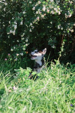Güneşli bir günde çimenlerde oynayan küçük, iri yarı bir köpek..