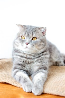 Gri evcil İskoç kedisi - güzel ve sevimli.