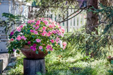 Peyzaj tasarımı elementi olarak çiçek bahçesinde çiçeklenmiş..