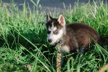 Yeşil parktaki çimlerin üzerinde küçük bir köpek yavrusu.
