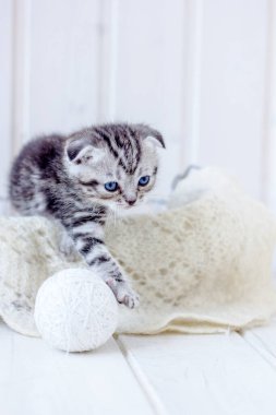 Yavru kedi beyaz yün yumağıyla oynar
