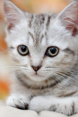 Sandalyede yatan gri yavru kedi portresi..