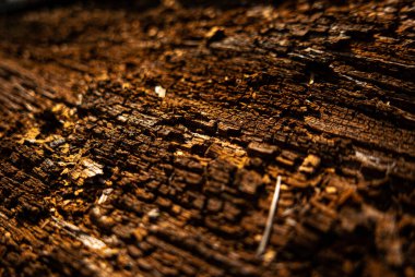 Eski ağaç dokusu ormanda çekiliyor..