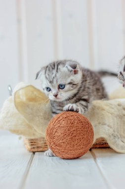 Genç sevimli kedi yavrusu yün yumağıyla oynuyor.