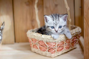 Genç ve güzel kedi sepette oturuyor.