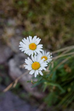 Parktaki ya da ormandaki papatya çiçekleri.