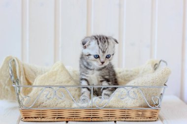 Sepette oynayan gri yavru kedi portresi.