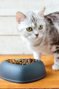 Kedi, kalp şeklinde bir kasede hayvan maması yiyor..