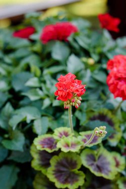 Yeşil bahçede pelargonium ya da sardunya çiçeği.