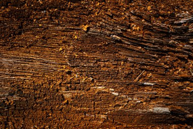 Eski ağaç dokusu ormanda çekiliyor..