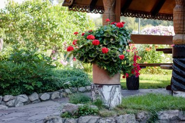 Yeşil bahçede pelargonium ya da sardunya çiçeği.