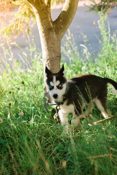 村の小さなハスキー犬の肖像画 — ストック写真