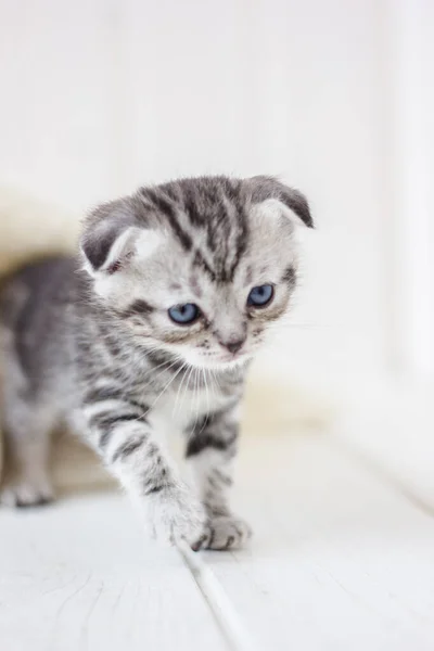 Pequeno Gatinho Adorável Andando Chão Branco — Fotografia de Stock