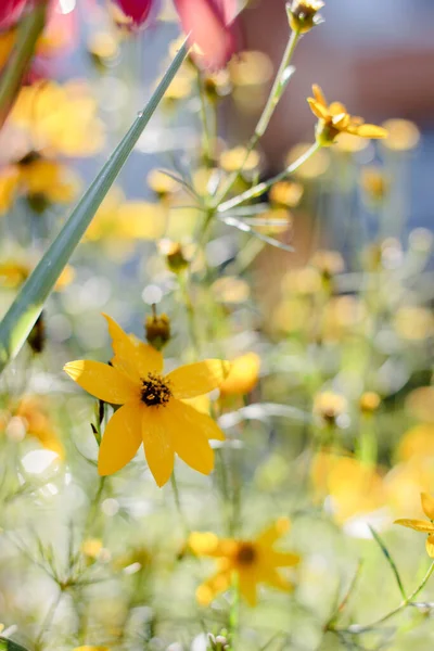 Flores Amarillas Jardín Verano Día Soleado — Foto de Stock