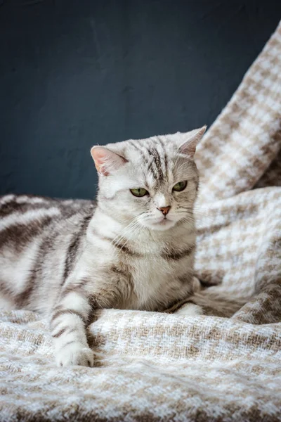 Brittish Cat Sitting Fabric Material — Stock Photo, Image