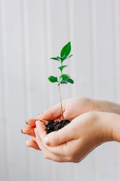 Hands Holding Small Sprout Green Plant — Stock Photo, Image