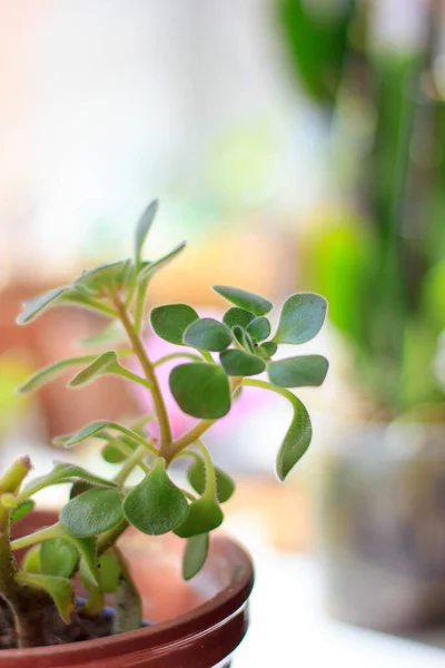 Aichrizon Schöne Heimische Pflanze Blumentopf — Stockfoto