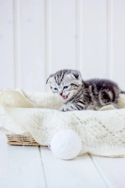 Kätzchen Miaut Korb Und Weint Nach Mutter — Stockfoto