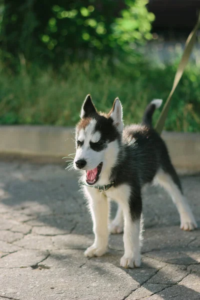 Pequeño Cachorro Husky Permaneciendo Camino — Foto de Stock