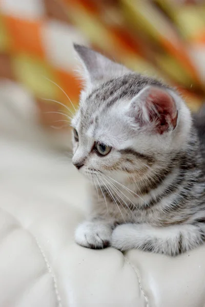 Schattige Jonge Kat Liggend Stoel — Stockfoto