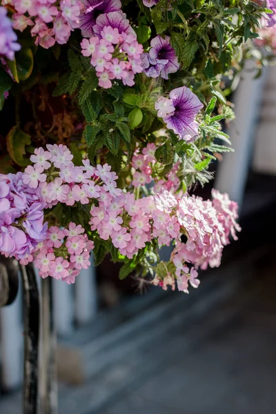 ランドスケープデザイン要素としての花壇の花 — ストック写真