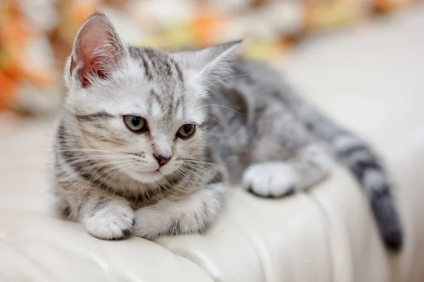Красивая Молодая Кошка Лежит Стуле — стоковое фото
