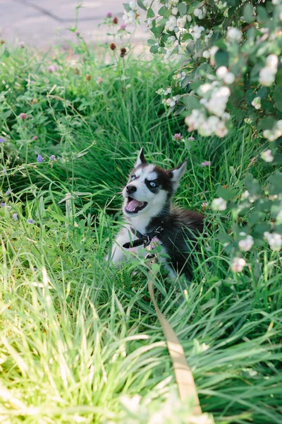 Kis Husky Kutya Játszik Fűben Napsütéses Napon — Stock Fotó