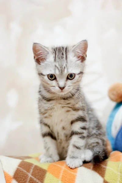 Pequeño Gatito Sentado Cuadros Lana Mirándote — Foto de Stock