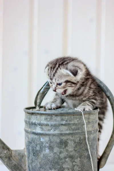 Kattungen Gråter Meow Metall Vatten Kan — Stockfoto