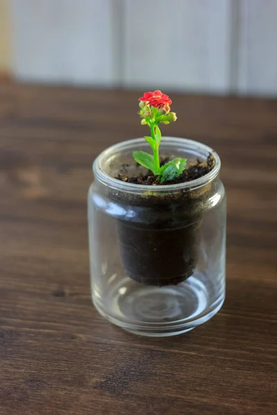 Pequeño Kalanchoe Homeplant Una Olla Transparente Flor Roja Kalanchoe — Foto de Stock