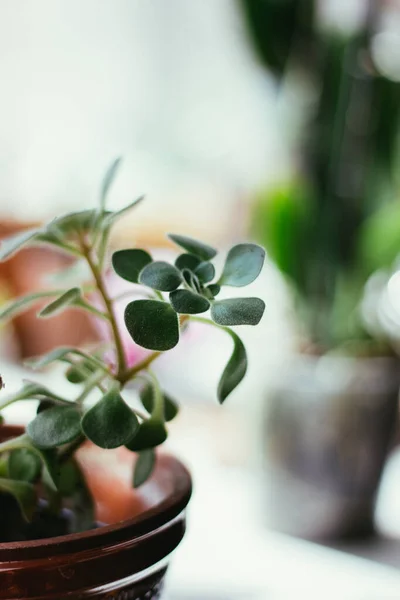 Aichrizon Belle Plante Maison Dans Pot Fleurs — Photo