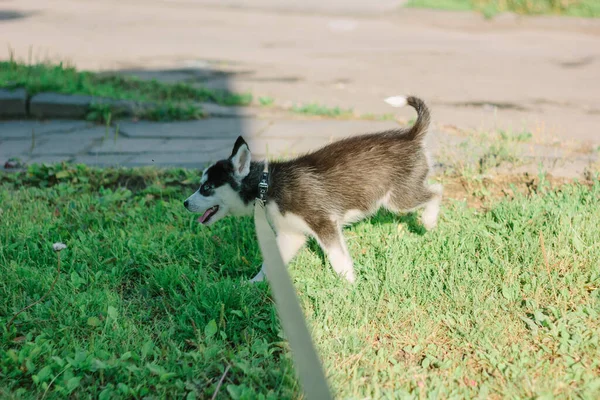 Pequeno Filhote Cachorro Husky Passeio Parque Verde — Fotografia de Stock