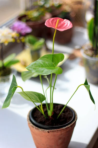 Fleur Rose Anthurium Pot Céramique Sur Fenêtre — Photo