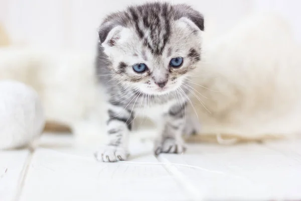 Gatito Gris Juega Retrato Gatito Joven Adorable —  Fotos de Stock