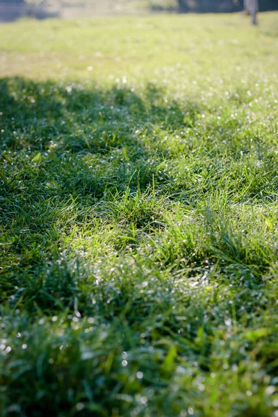公園で露滴と緑の草の背景 — ストック写真