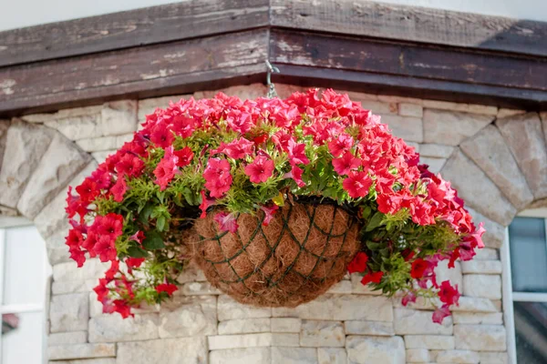 Flores Petunia Roja Rosa Pared — Foto de Stock