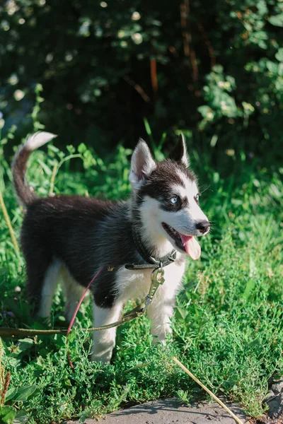 Portret Małego Husky Psa Zielonej Trawie — Zdjęcie stockowe