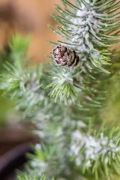 Filial Små Gröna Julgran Täckt Vit Snö — Stockfoto