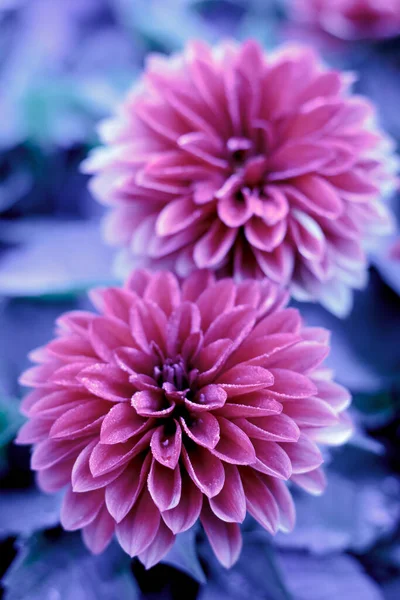 Flores Invierno Cubiertas Con Hielo Frío Delgado —  Fotos de Stock