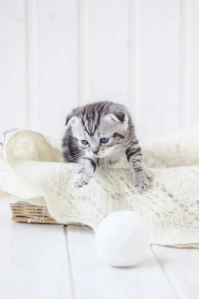 Młody Uroczy Kotek Siedzi Koszu — Zdjęcie stockowe