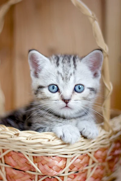 Adorable Petit Chaton Assis Dans Panier Osier — Photo