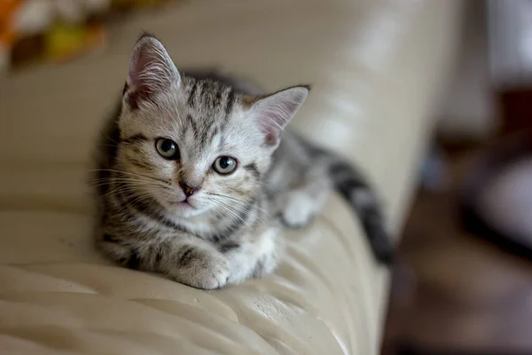 Adorable Jeune Chat Posé Sur Chaise — Photo