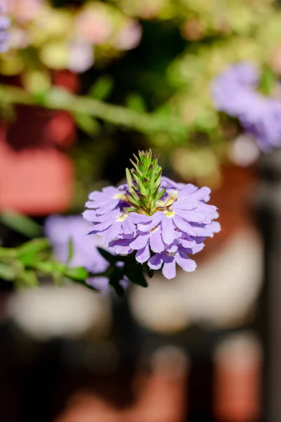 Flores Púrpuras Jardín Flores Hermosas Frescas — Foto de Stock