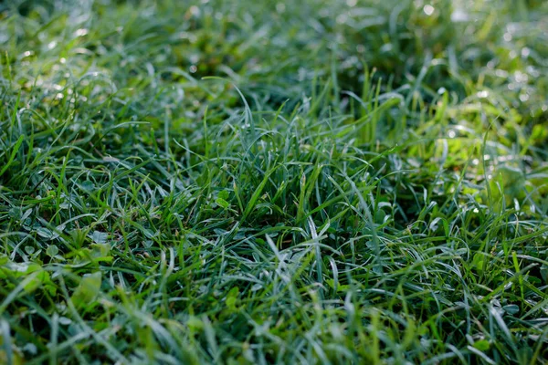 Fond Herbe Verte Avec Gouttes Rosée Parc — Photo