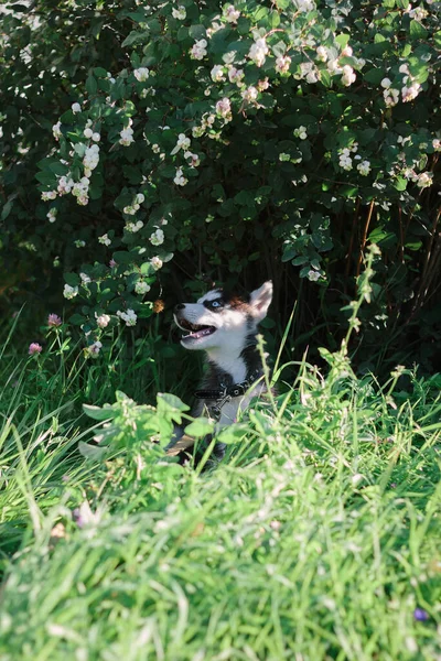 Pequeno Cão Husky Brincando Grama Dia Ensolarado — Fotografia de Stock