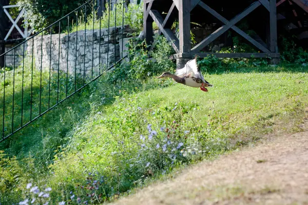 アヒルは空中に飛び飛び飛び飛びながら撃つ — ストック写真